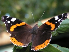 Butterfly garden